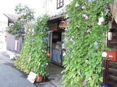 060822asagao.JPG