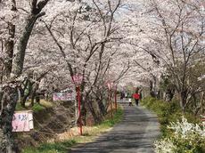 070406kawakaminosakura.JPG